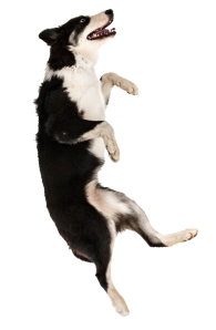 写真 犬